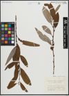 Foto von Salix alba L. x Salix fragilis L.